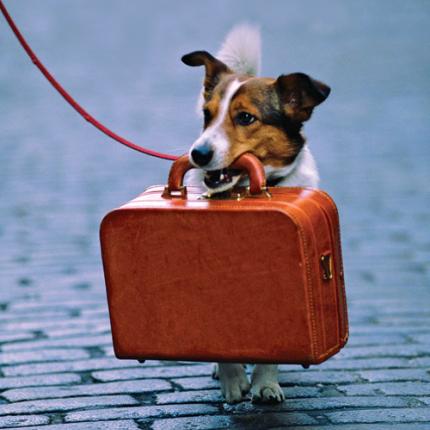 Νέα εγκύκλιος για τη μεταφορά κατοικιδίων με ΚΤΕΛ και αστικά