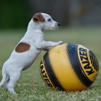 Jumpy: Ένας σκύλος - φαινόμενο