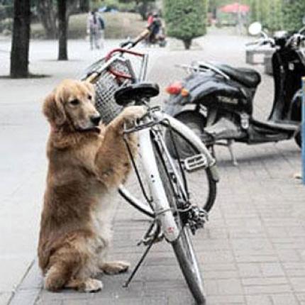 Ο απίθανος σκύλος που φυλάει το ποδήλατο του αφεντικού του (βίντεο)