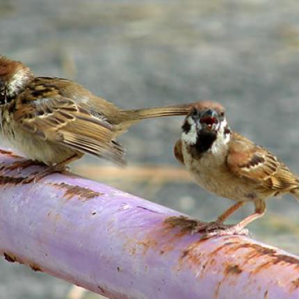 Χάθηκαν 421 εκατομμύρια πουλιά τα τελευταία 30 χρόνια στην Ευρώπη