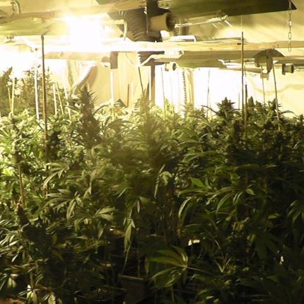 υδροπονικές φυτείες 