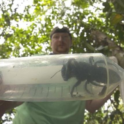 τεράστια μέλισσα