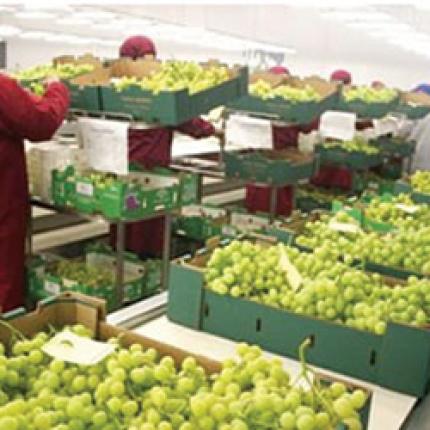 Η ΕΑΣΗ θα μπει και φέτος στην αγορά επιτραπέζιου σταφυλιού 