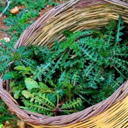 σταμναγκάθι 