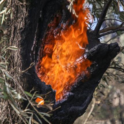 Το πέρασμα της φωτιάς προκάλεσε ζημιές