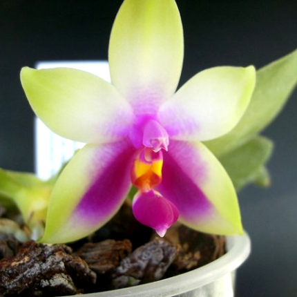 Φαλαίνοπσις. Μόδα η μία από τις ωραιότερες Ορχιδέες.