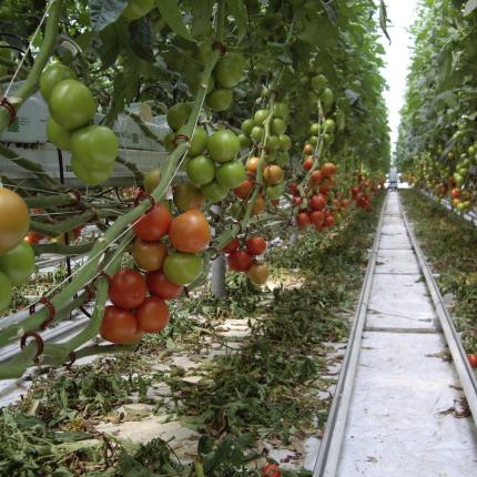 θερμοκήπιο