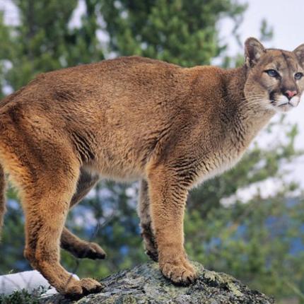 λιονταρι κολοραντο