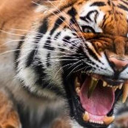 tiger3.jpg