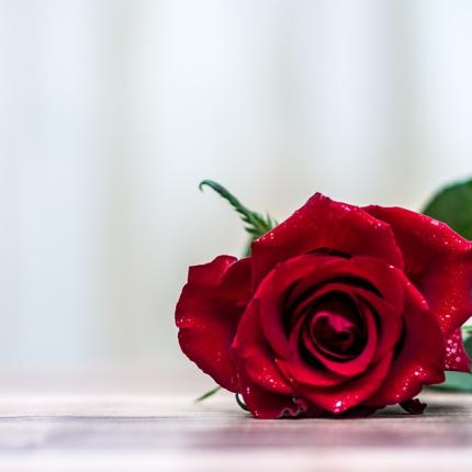 τριαντάφυλλο-αγιος βαλεντινος-αγάπη