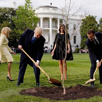 τραμπ δέντρο