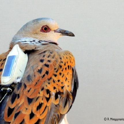 τρυγόνι αθηνά