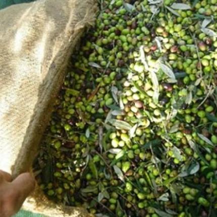 ελιές τσουβάλια