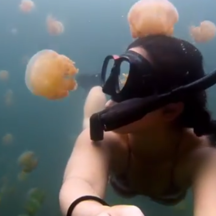 Κολυμπώντας σε μια θάλασσα από... μέδουσες! (βίντεο) 