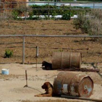 "Κραυγή" αγωνίας για τα βαρελόσκυλα της Κρήτης - Διασύρεται στο εξωτερικό το νησί