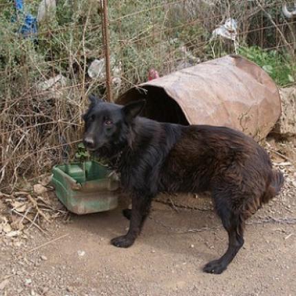 βαρελοσκυλα