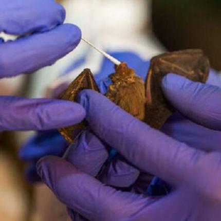 κορωνοϊός νυχτερίδα έρευνα