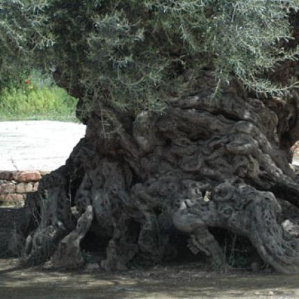 ελιά των βουβών