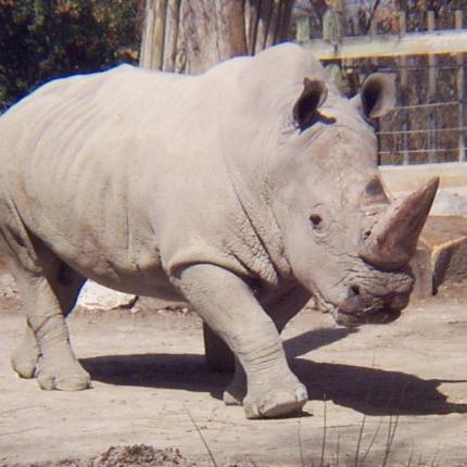 Πέθανε ένας από τους 6 τελευταίους λευκούς ρινόκερους