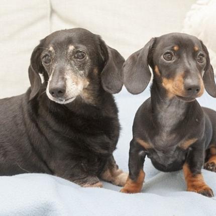 Αυτό είναι το πρώτο κλωνοποιημένο σκυλάκι