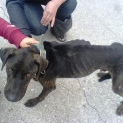 Χανιά: "Ξεφορτώθηκαν" σε κάδο απορριμμάτων σκελετωμένο σκυλί