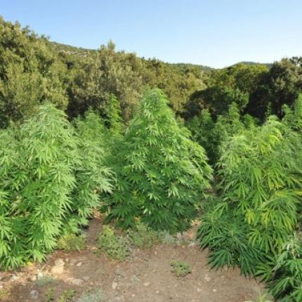 Ξερίζωσαν χασισοφυτεία στον Πλατανιά Χανίων