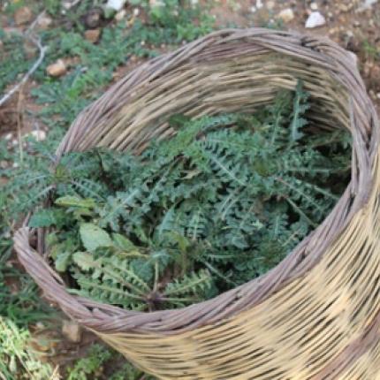 Η 'Εφη ταΐζει χόρτα τα παιδιά της - Κραυγή απόγνωσης από μία πενταμελή οικογένεια