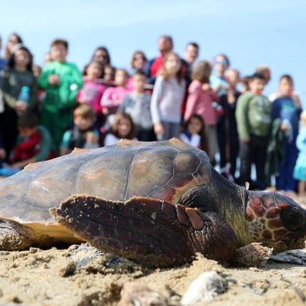 χελώνα ελκεθε