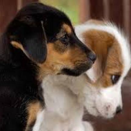 Ηράκλειο: Εκδήλωση για τα ζώα στο Μουσείο Φυσικής Ιστορίας