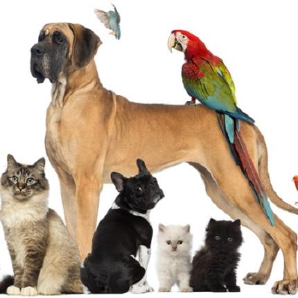 ζώα συντροφιάς