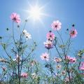 1440x900_blue_sky_flowers_hm031_350a.jpg