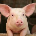 Προβληματίζει η πορεία του κλάδου χοίρειου κρέατος την ΕΕ