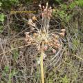 Alium goumenissanum