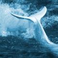  λευκη φαλαινα