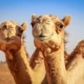 καμήλες