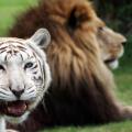 τιγρη - λιονταρι