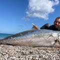 Ψάρι-τέρας 60 κιλών πιάστηκε στην Γαύδο