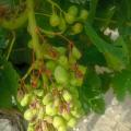 ζημιες στα αμπέλια