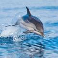Δελφίνι 