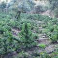 κάνναβη επιχείρηση