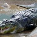 Κροκόδειλος 