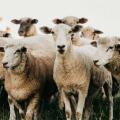 πρόβατα 