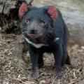 tasmanian_devil