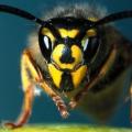 _65323123_wasp.jpg