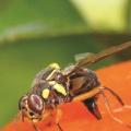 bactrocera-dorsalis.jpg