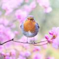 beautiful-bird-bloom-414181.jpg
