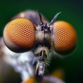 bugeyes2-660x440.jpg