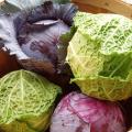 cabbage.jpg