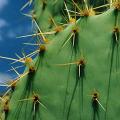 cactus-006.jpg