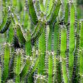 cactus.jpg